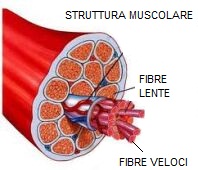 fibre muscolari lente e veloci