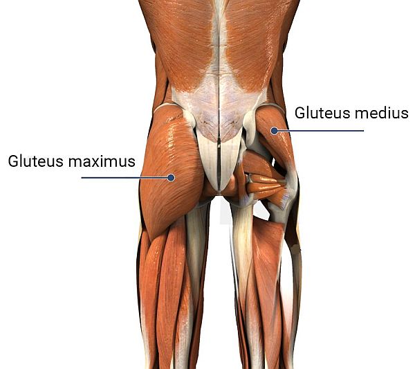 glutei